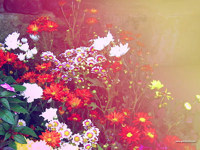 free wallpapers for desktop flowers. Free Desktop Wallpaper Flowers