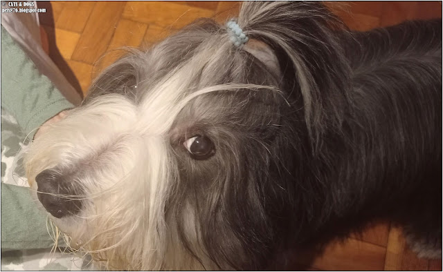 bearded collie