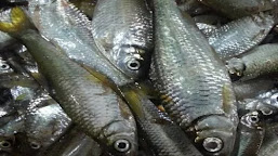 Ikan BILIH Endemik Danau Singkarak Yang Menjadi Komoditas Ekspor