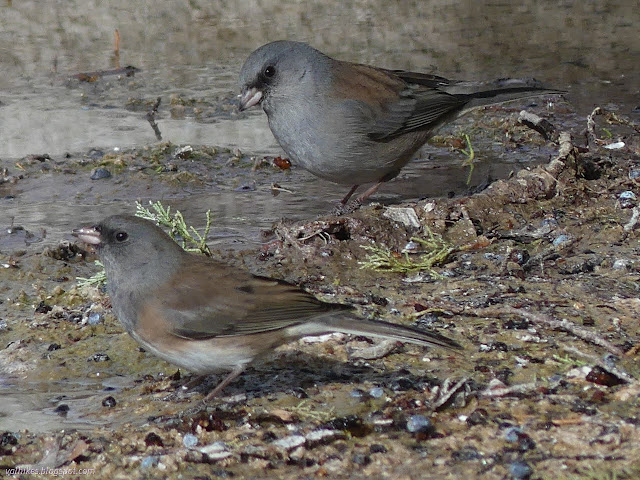 06: little brown birds with dark eyes