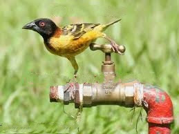 Bird care in summer hindi