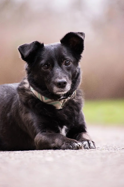 blue heeler mixed with rottweiler