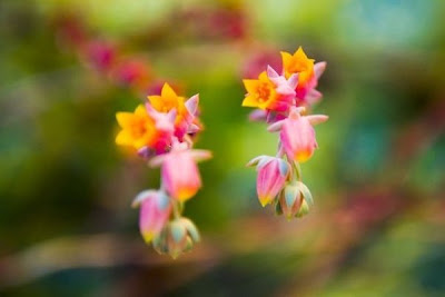 Beautiful small pink and orange flowers