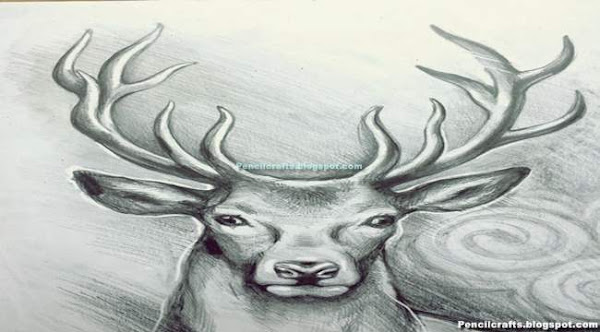 Deer Drawings