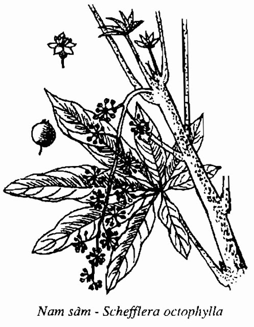 HÌNH VẼ NAM SÂM - Schefflera octophylla - Nguyên liệu làm Thuốc Bổ, Thuốc Bồi Dưỡng