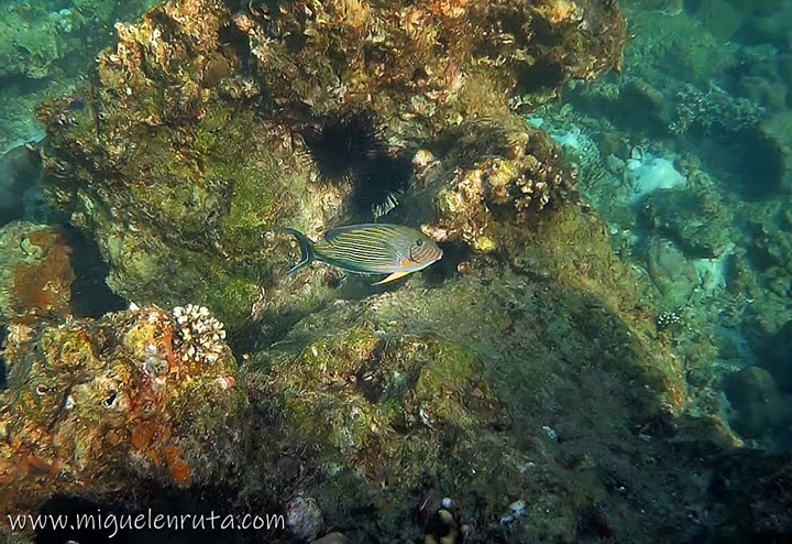 Pez cirujano en Shark Point, Phi Phi