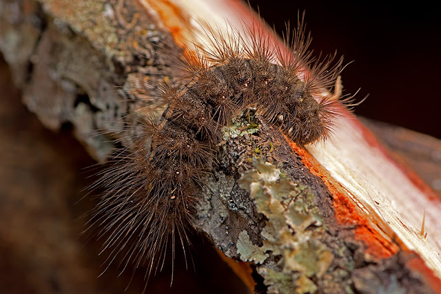 Spilosoma lubricipeda the White Ermine Moth