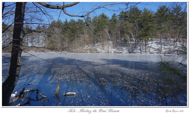 Fells: Making the Pond Blossom