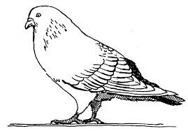 Pigeons Coloring Pages For Kids