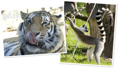 Zobrazit album ZOO Dvůr Králové