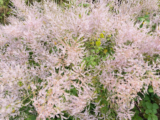 清水溝溪麝香木花道