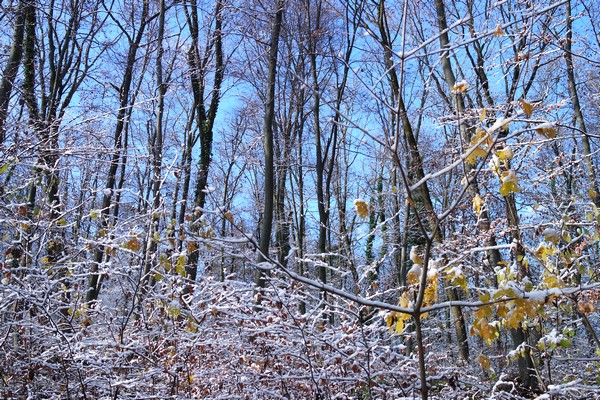 vienne randonnée liesing stadwanderweg 6 wienerwald