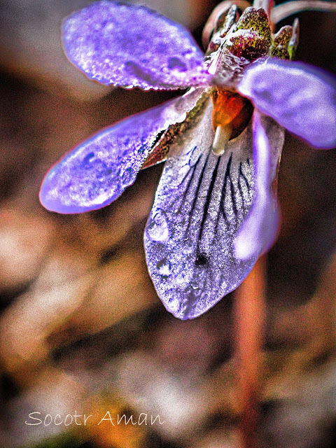 Viola grypoceras