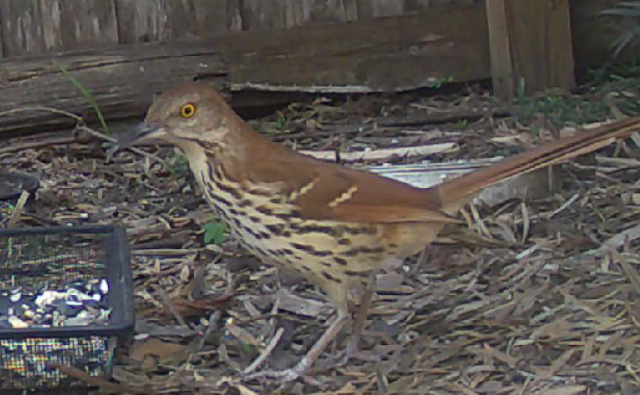 Steve of the Jungle's Wild Backyard Kingdom