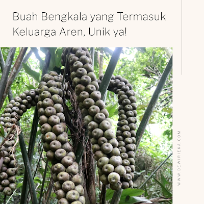 Dengarkan Alam Bernyanyi, Kontribusi Kita untuk Kelestarian Hutan Indonesia