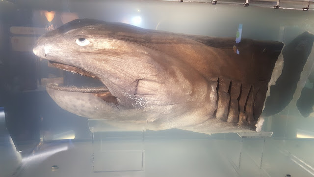 osaka aquarium kaiyukan touch megamouth shark