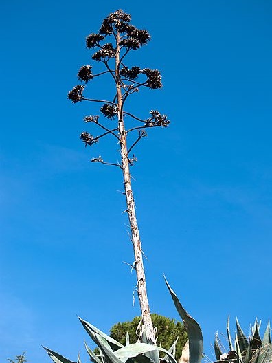 リュウゼツラン agave