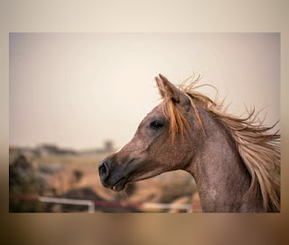 This is illustartion indicating the Arabian Horse Breed (One of the Most Popular Horse Breeds in the World)