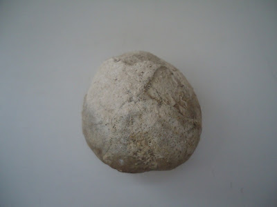 Fossil Tortoise/Turtle egg