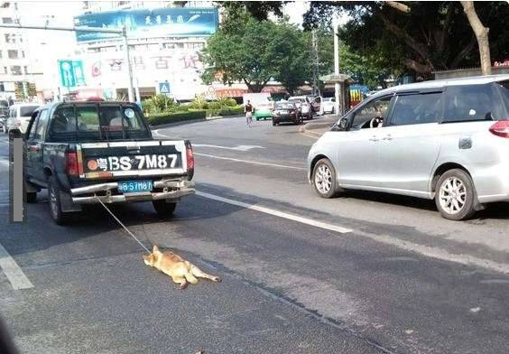 Biadab Lihatlah Kelakuan Manusia Ini Mengikat Anjing Yang Diseret Belakang Mobilnya Hingga Mati 