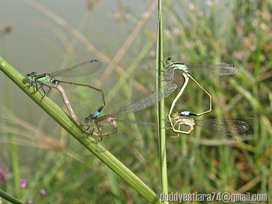 Damselfly mating - Ischnura senegalensis_1