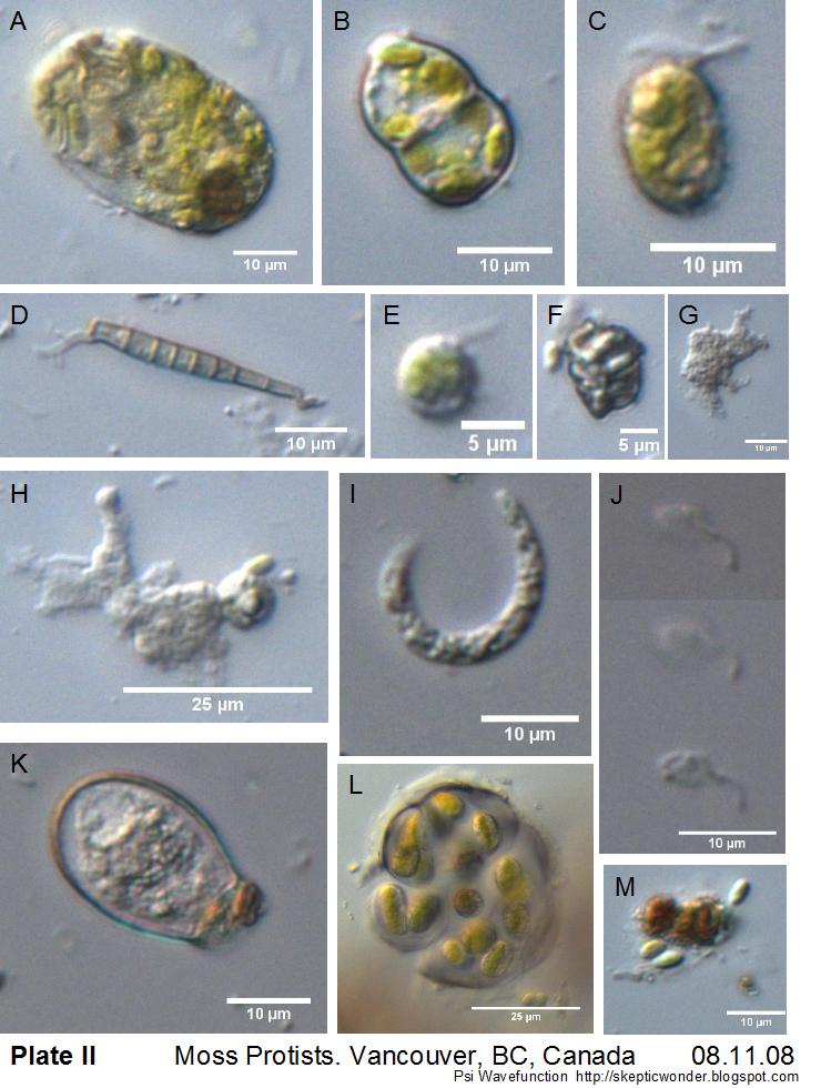 Re: The Protist Thread