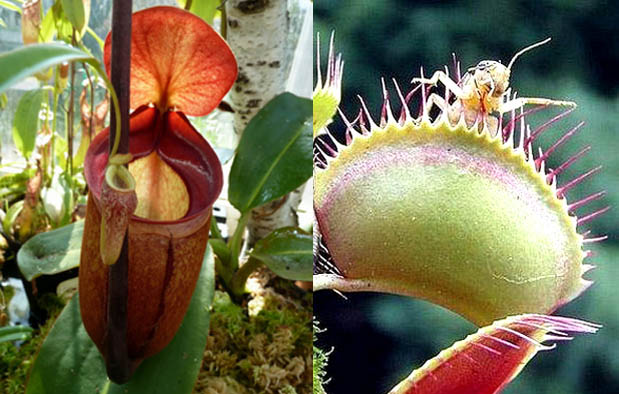10 Contoh  Hewan  dan Tumbuhan Insektivora beserta Penjelasannya