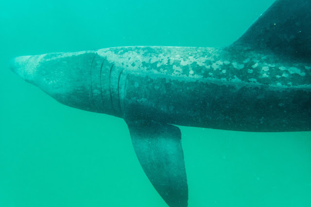 Basking Shark Scotland - pływanie z rekinami długoszparami, freediving z rekinami, Coll, Oban, Szkocja, Freediving Scotland