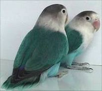 Agapornis fischeri,lovebird