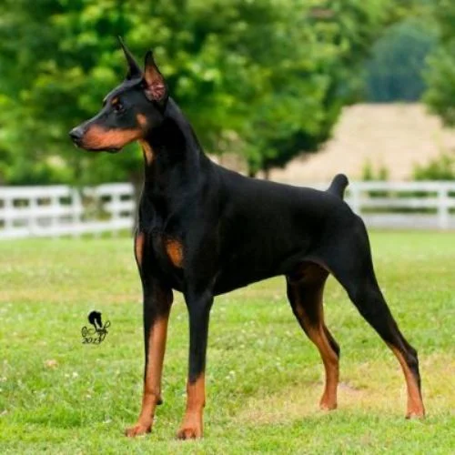 off leash dog park near me - cute dog off leash dog park near me - cute dog