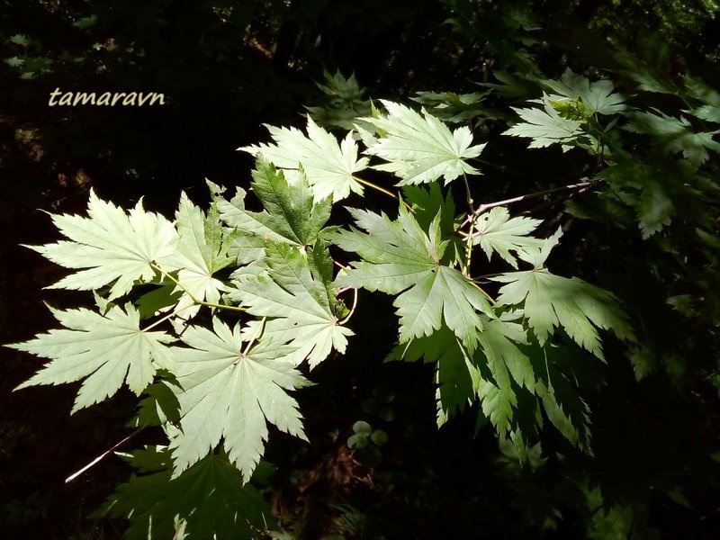 Клён ложнозибольдов (Acer pseudosieboldianum)