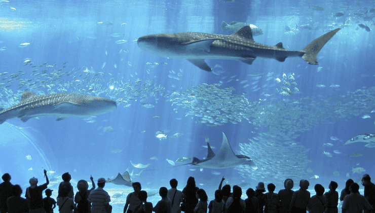 Okinawa Churaumi Aquarium japan