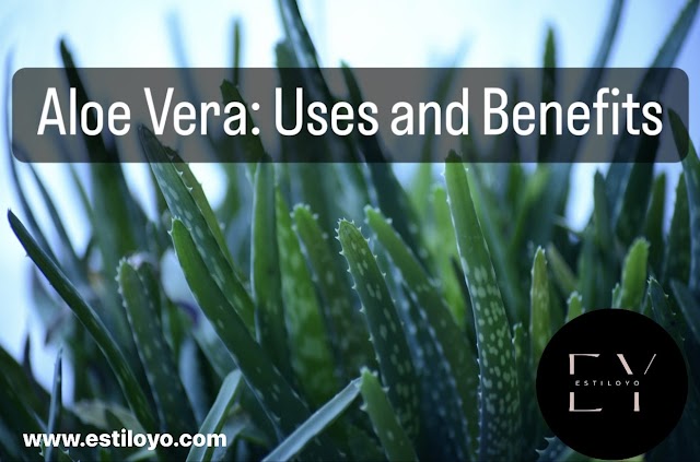 Aloe Vera: Uses and Benefits