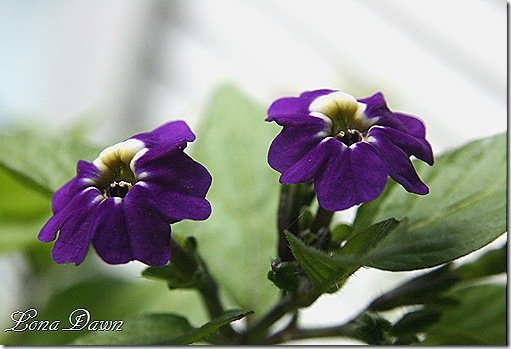 BrowaliaAmethyst_Macro2