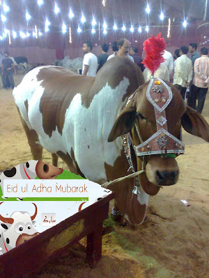 Eid Mubarak by Qurbani cow