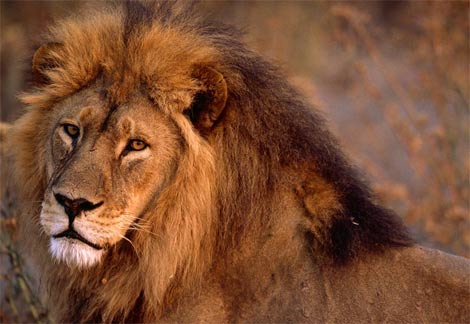kenya animals lion. wild animals pictures lion