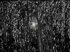 trees