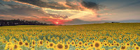 Sunflower Sunset - Photo by Jeb Buchman on Unsplash