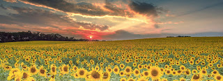 Sunflower Sunset - Photo by Jeb Buchman on Unsplash