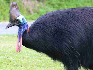 Seekor Kasuara Serang dan Tewaskan Warga Florida, Amerika Serikat