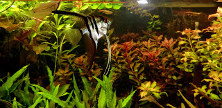 Pterophyllum scalares snacking on cat fish pellets