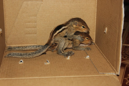 baby squirrel for sale in mumbai