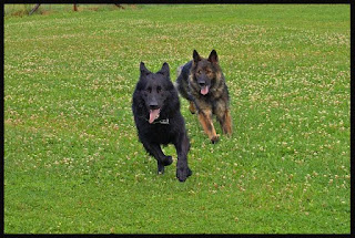Pictures of Two black and grey German shepherd dogs