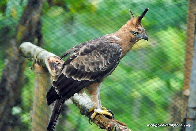 Budidaya Burung Burung Elang  Jawa 