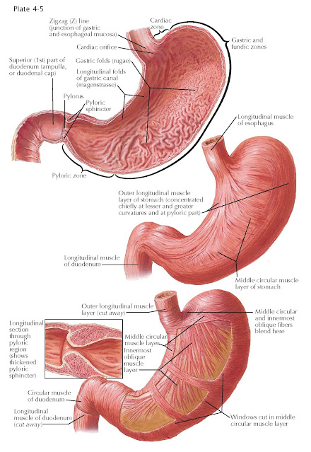 MUSCULATURE OF STOMACH