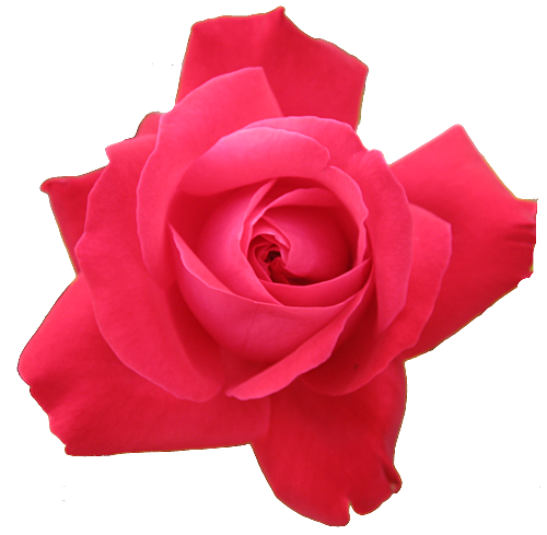 red rose flower background. of the most popular floral