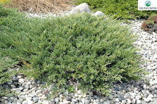 Tuia-jacaré Juniperus horizontalis: Landscape Design Ideas