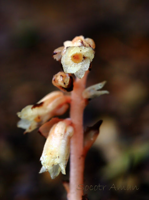 Monotropa hypopithys