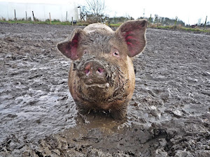 Puerco en lodo