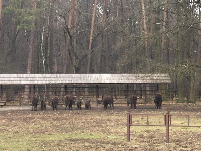 Pszczyna Bison Reserve, Poland